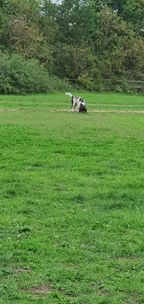 Dog Park, Bedfont Lakes