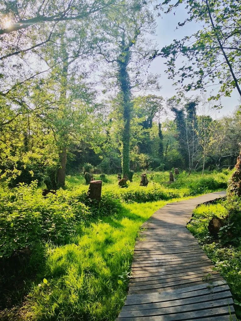 Donkey Wood
