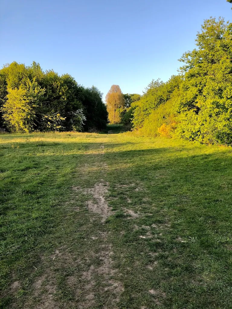Elmfield Wood
