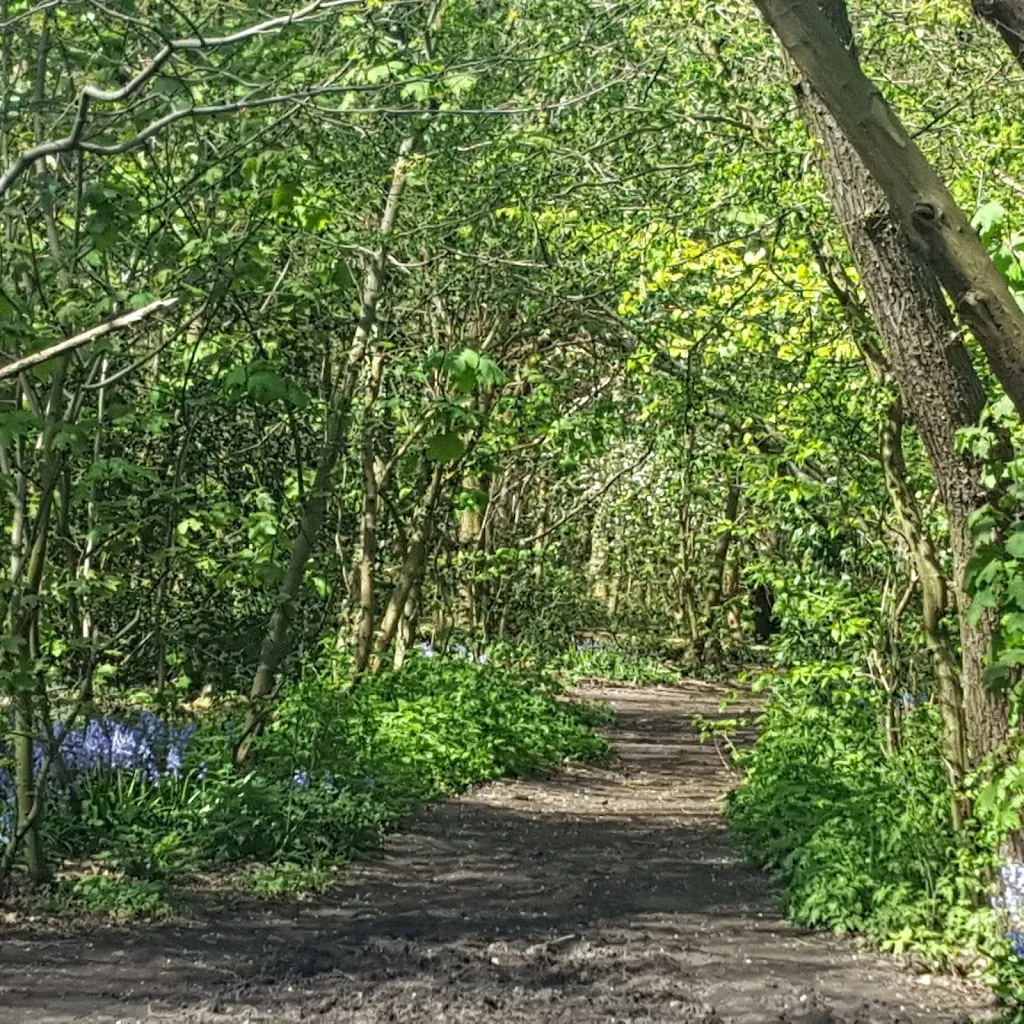 Elmstead Wood