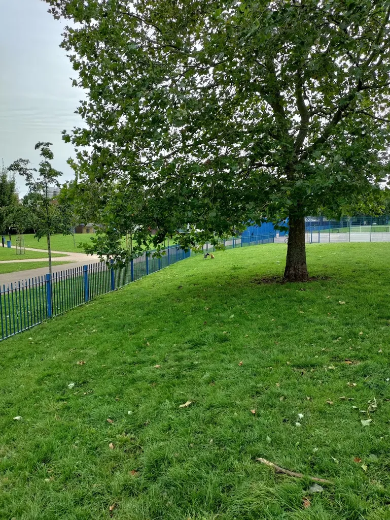 Evelyn Dog Fenced Park