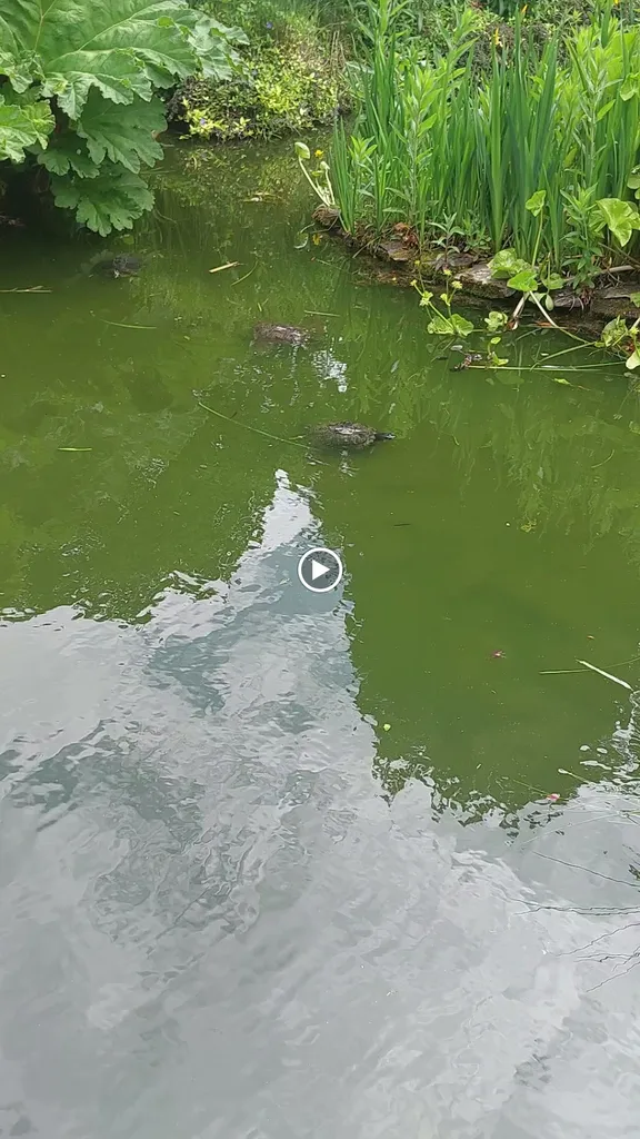 Fish and Turtle Island