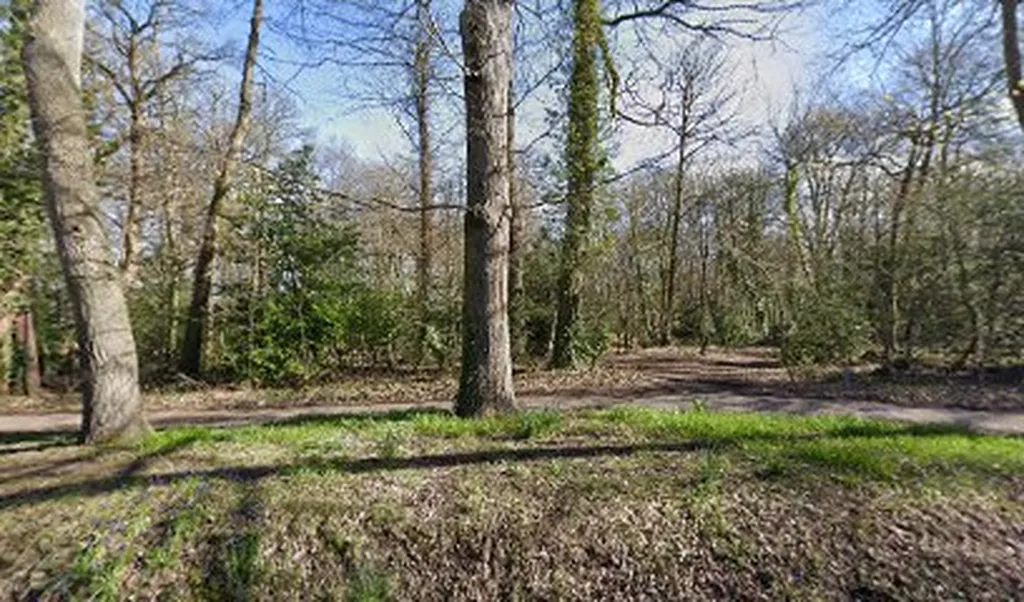 Foxes Wood