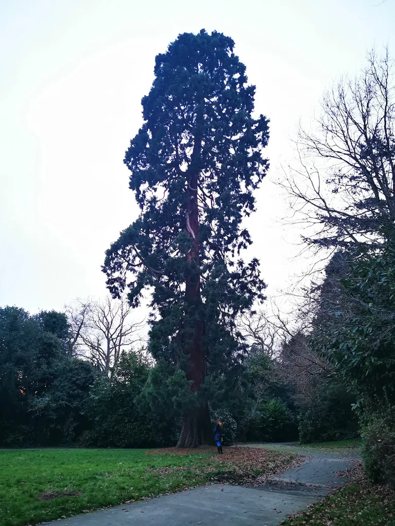 Giant Sequoia