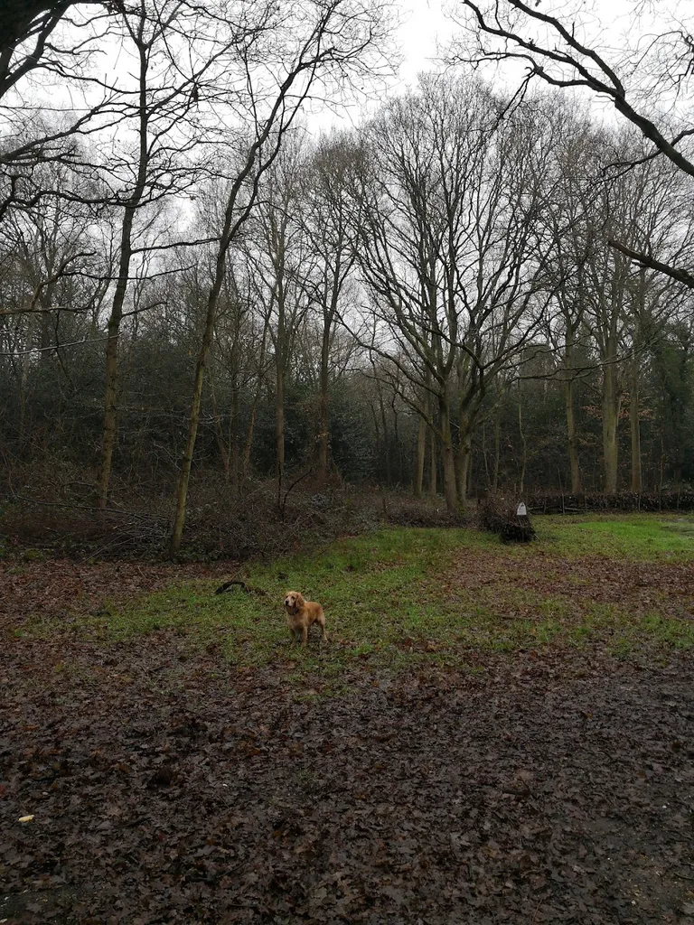Ham Common Woods Local Nature Reserve