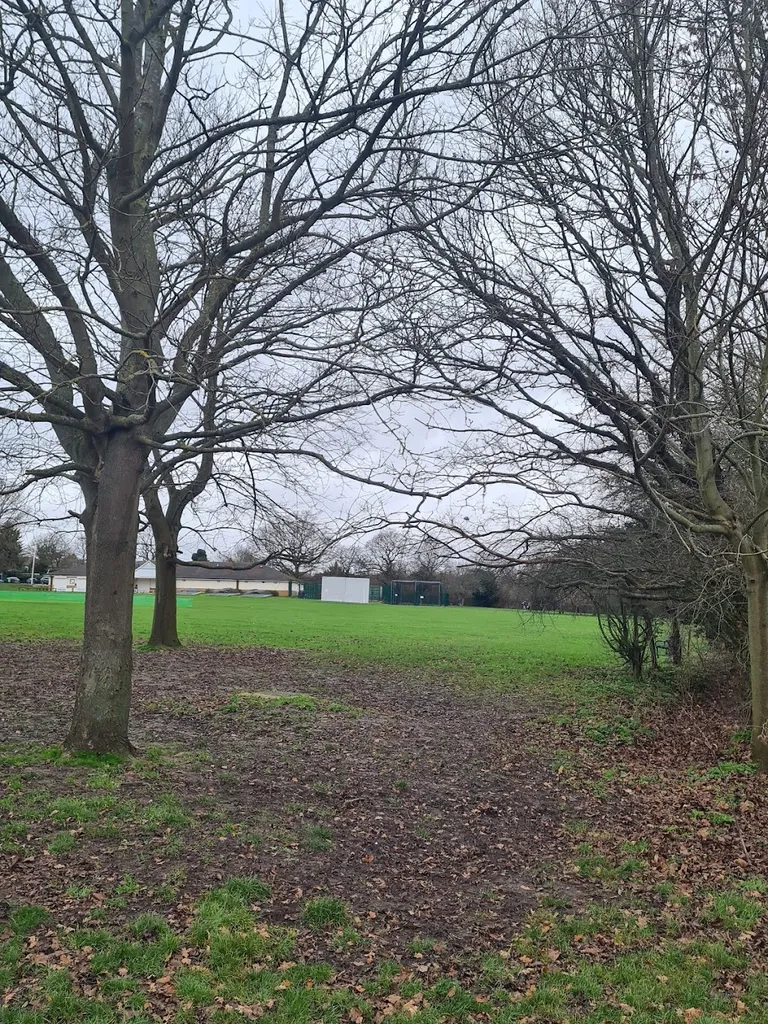 Harold Wood Park Summer Meadow