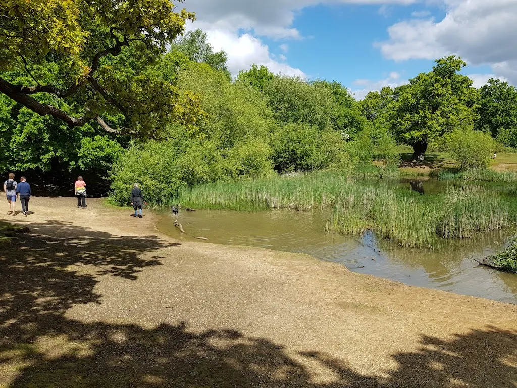 Hatch Forest
