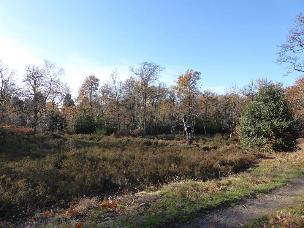 Heathland Trial Restoration