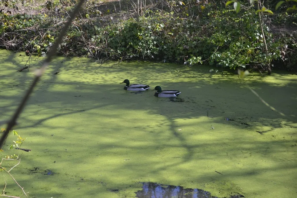 Highgrove Wood’s Lake