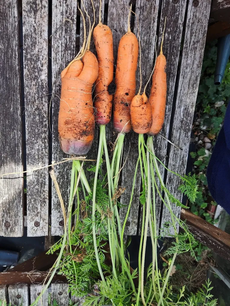 Hill End Allotments