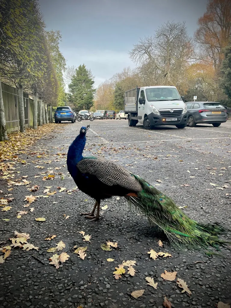 Holland Park Pay and Display Car Park