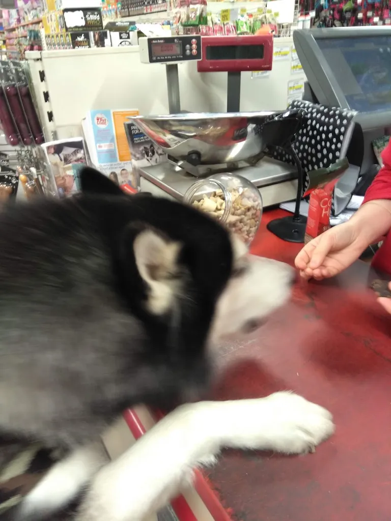 Jollyes - The Pet People Romford