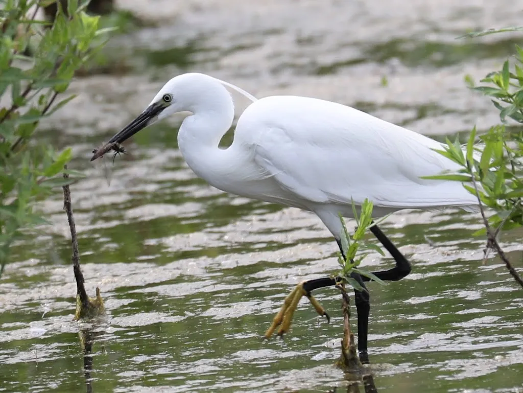 Kempton Nature Reserve
