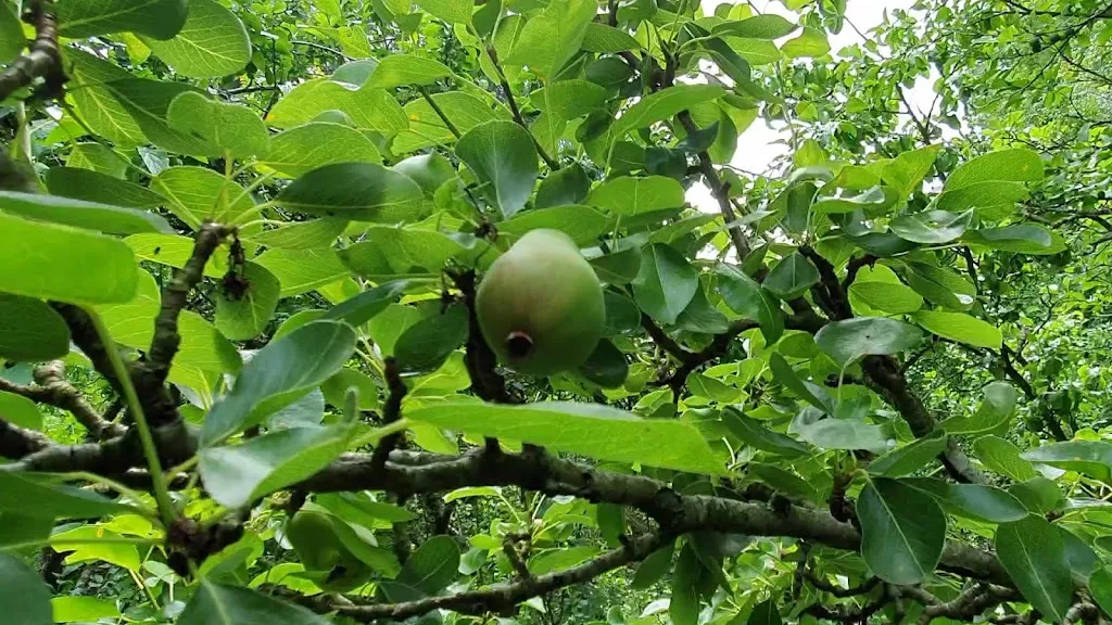 Kingston Edible Forest 2100