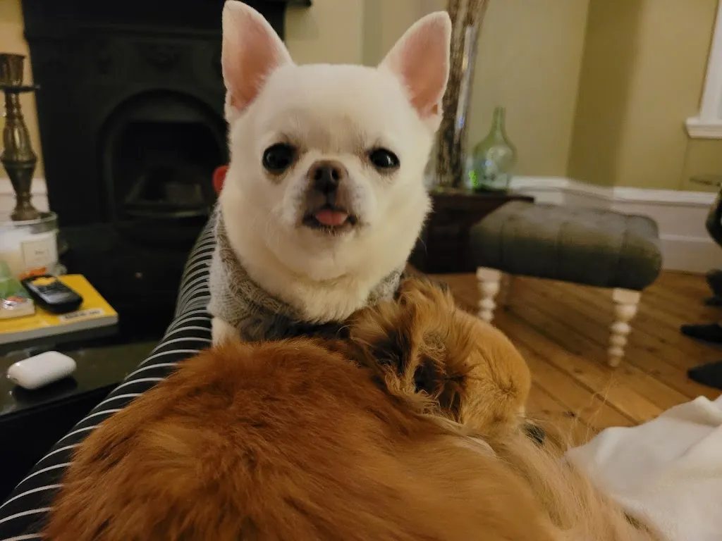 La Maison des Chiens