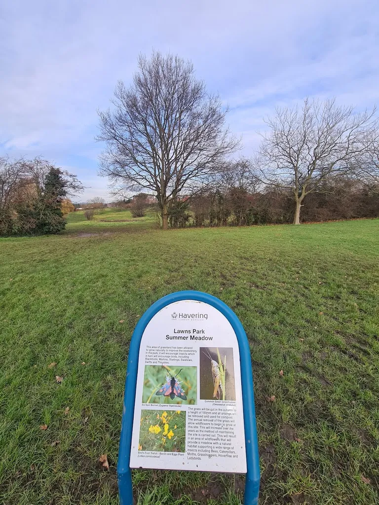 Lawns Park Summer Meadow