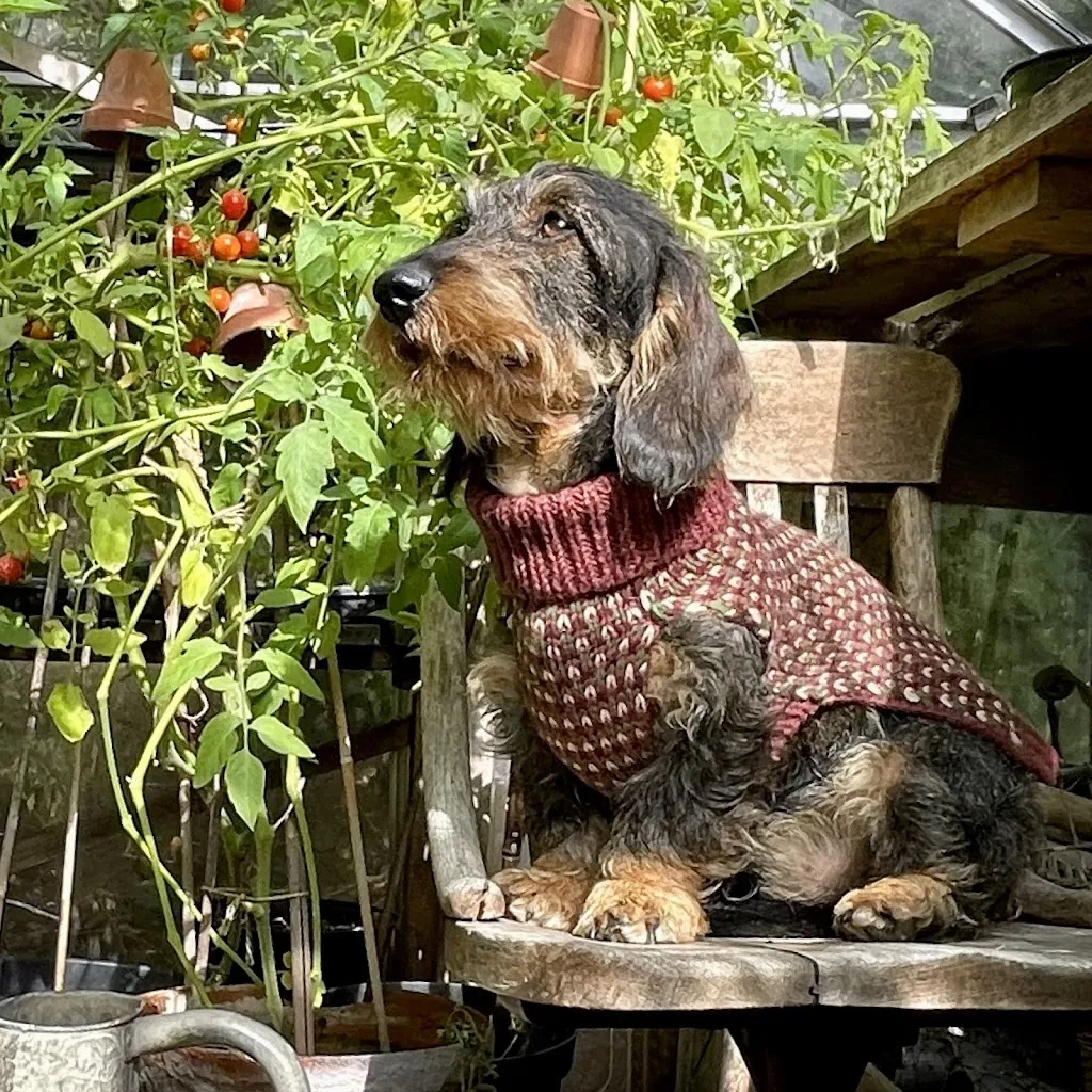LISH LONDON DOGS