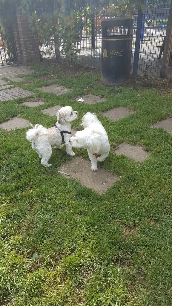 Little Dorrit enclosed dog park