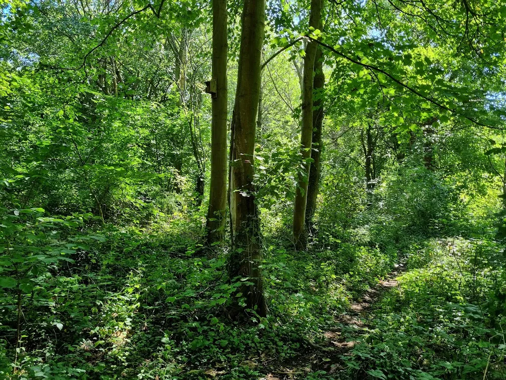 Little Woodcote Wood