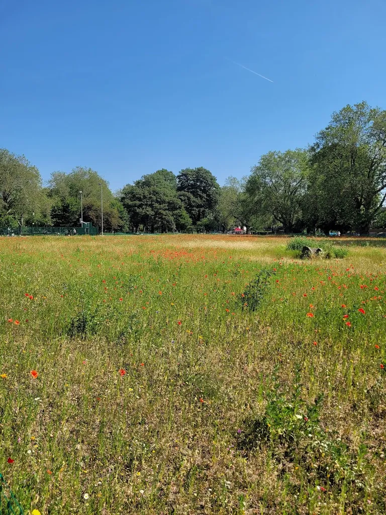 London Fields Wildflower Meadow