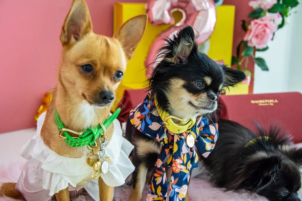 Madreperla Pets | The Italian Pet Atelier