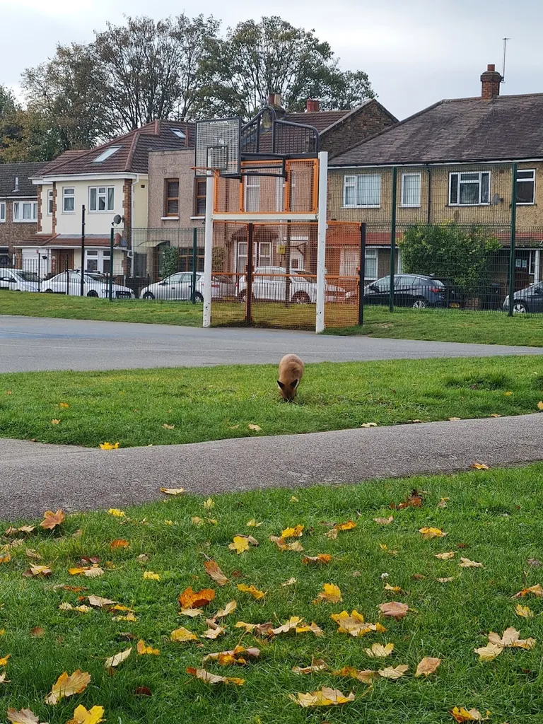 Odessa Road Open Space