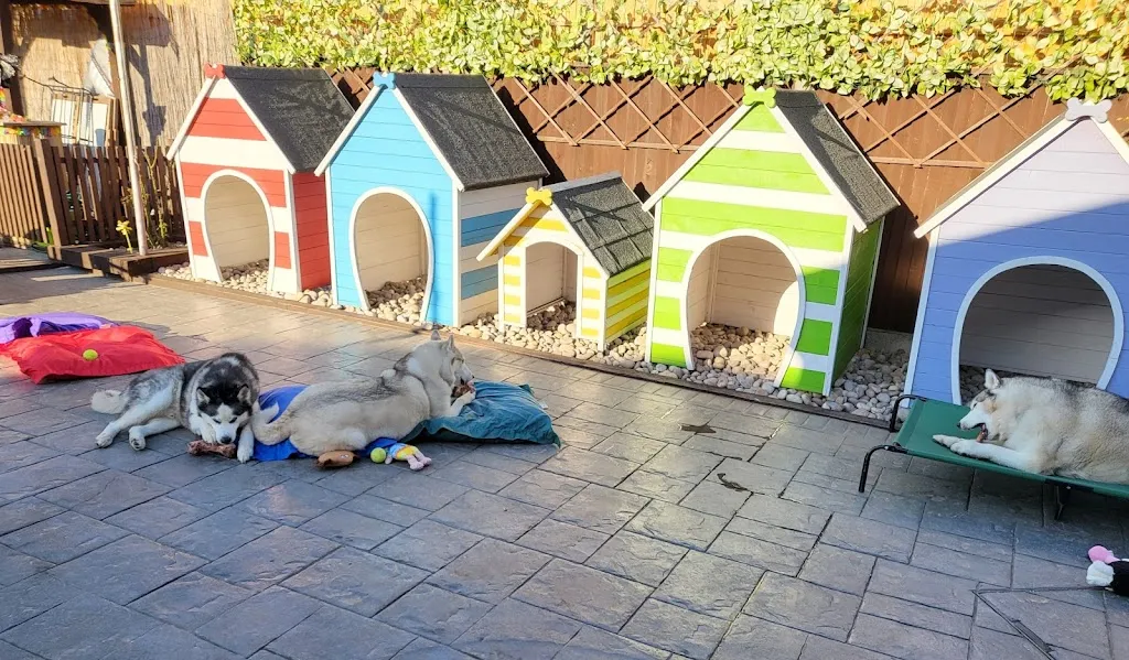 Our Pad Your Paws Ltd Licence No: 23/00969/ANEST