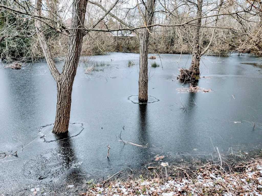 Park Road Pond Wildlife Trust Nature Reserve