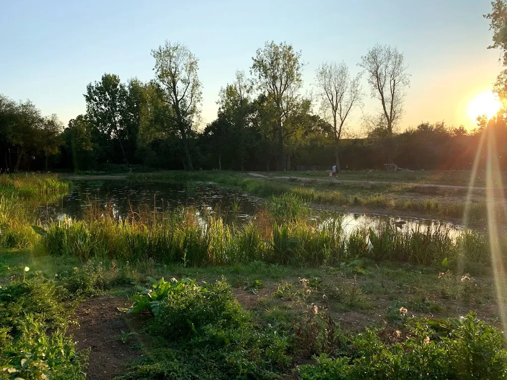 Perivale Meadow Wetlands