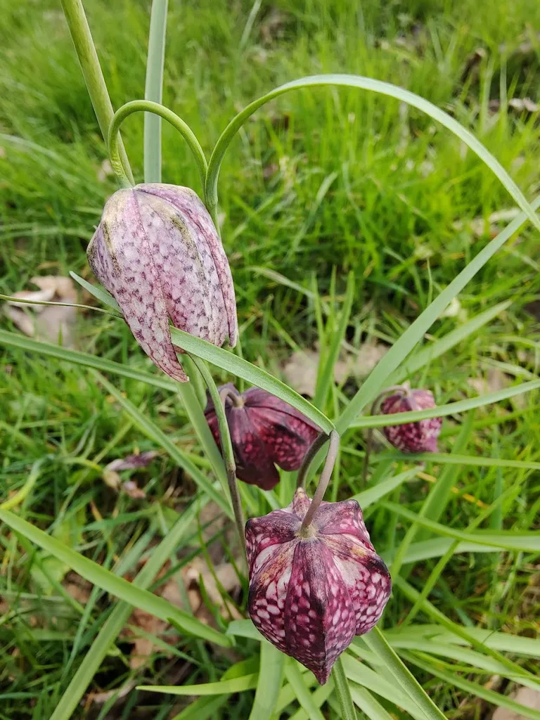 Perivale Park Spring Bulbs