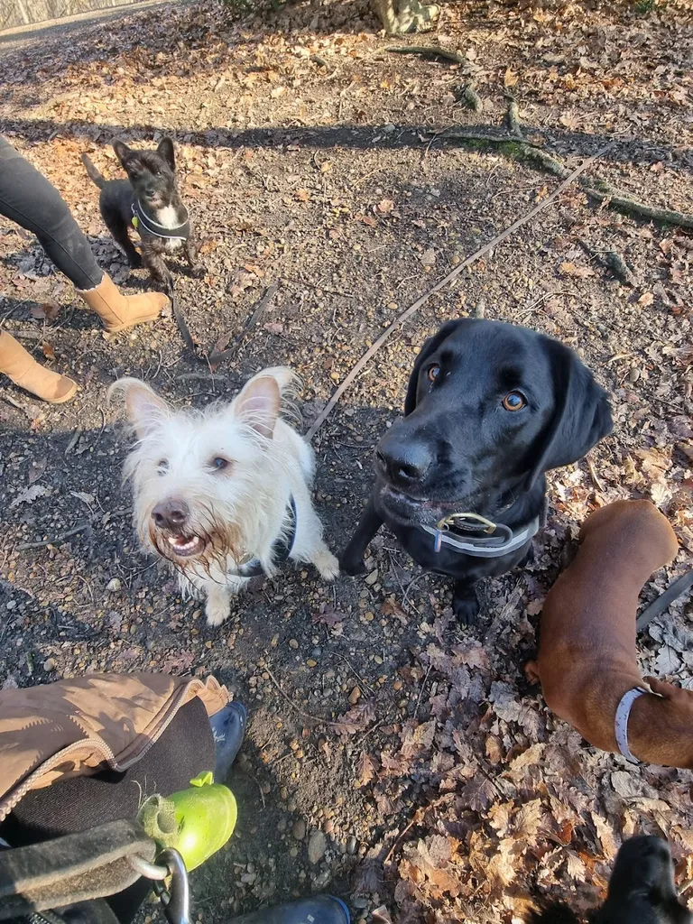 Platinum Dog Walkers