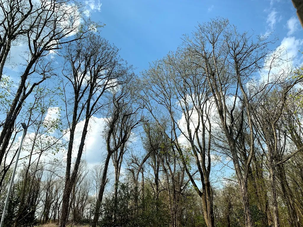 Postern Wood