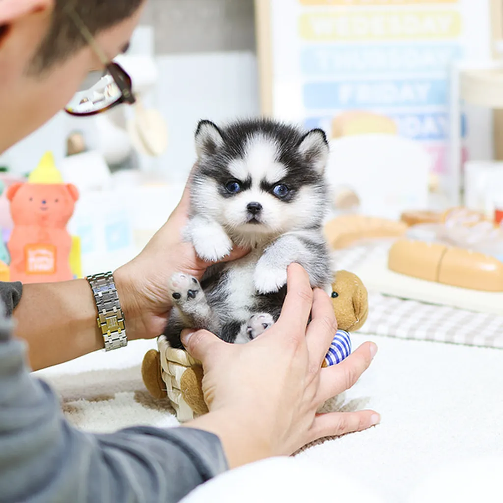 Puppies for sale