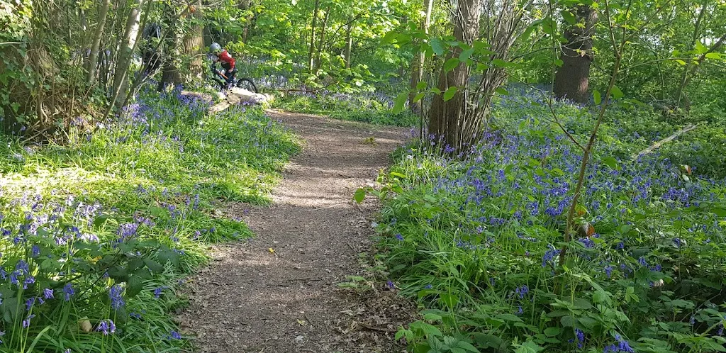 Sheperdleas Wood
