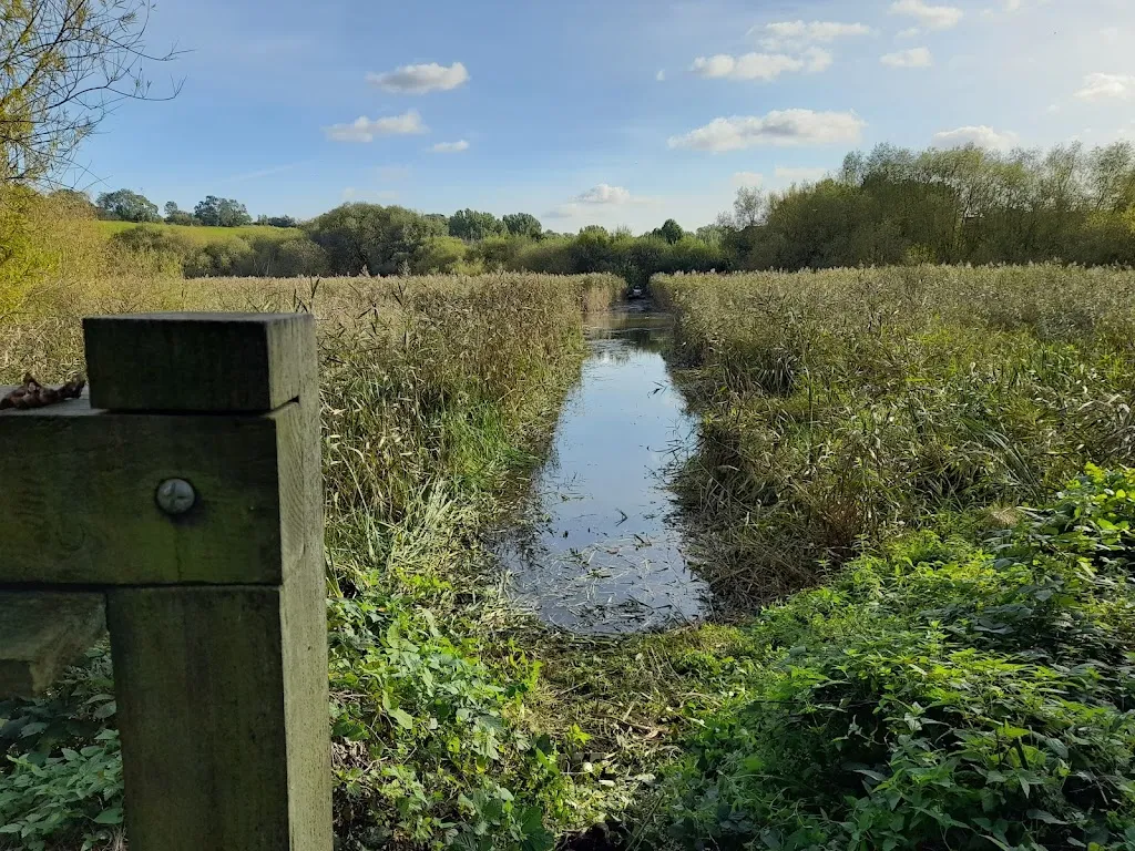 Springwell Reedbed