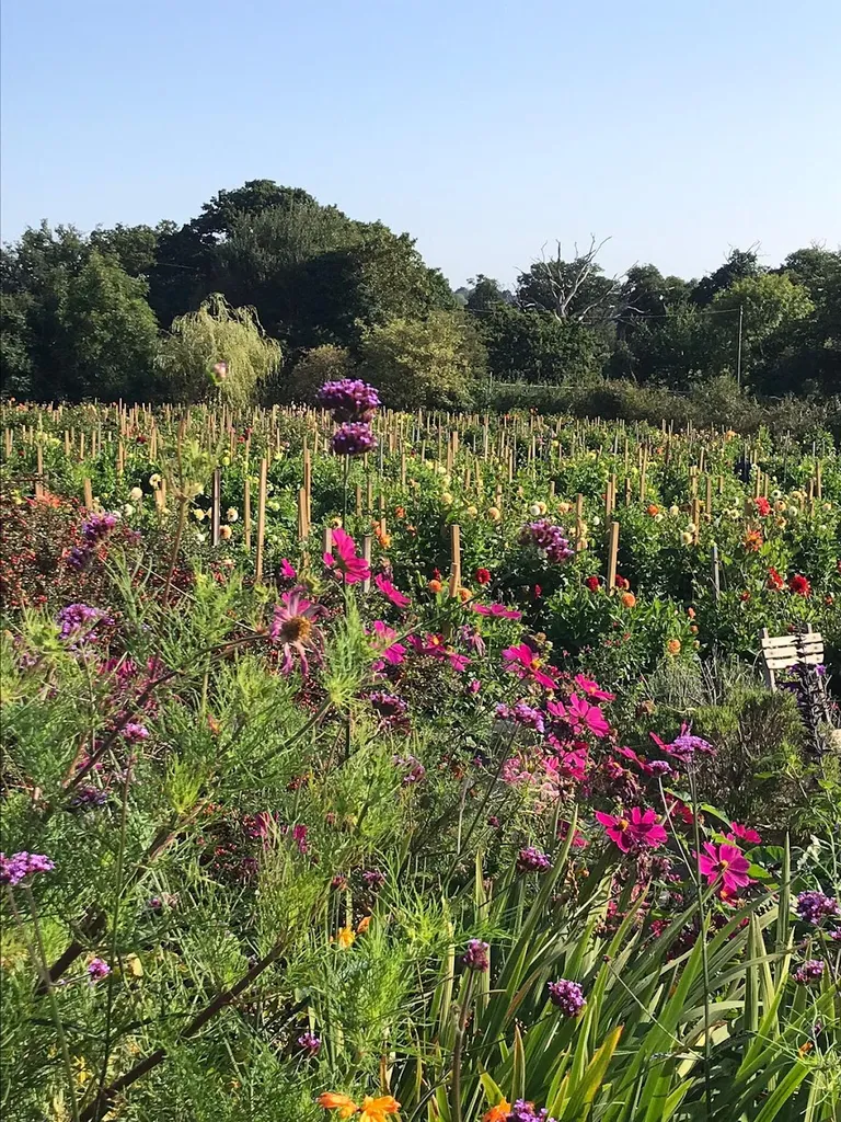 The Dahlia Field
