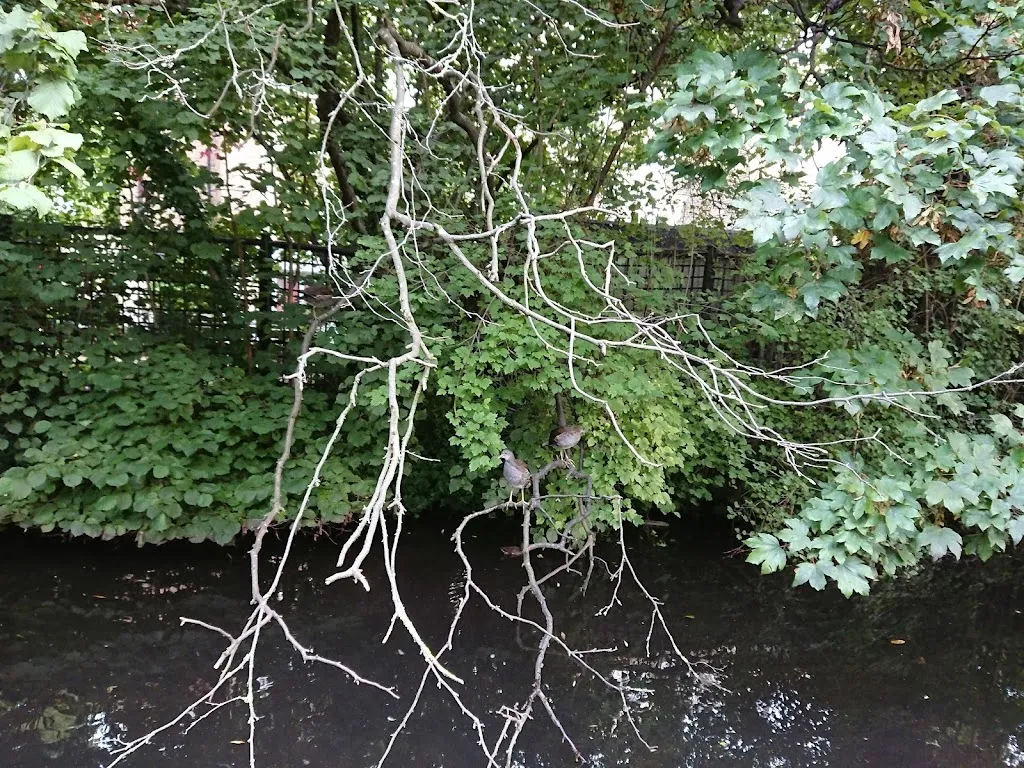 The Duck Pond