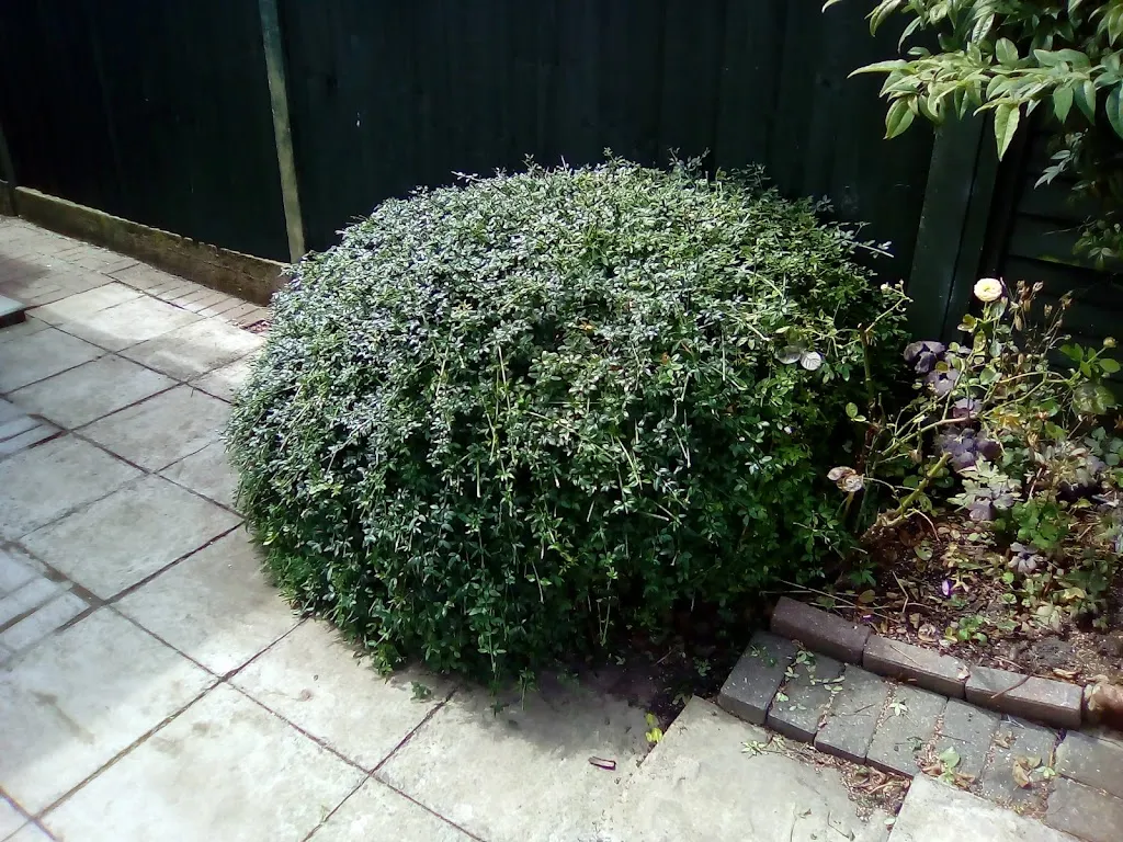 The Green