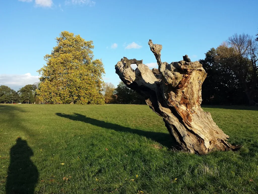 The old oak