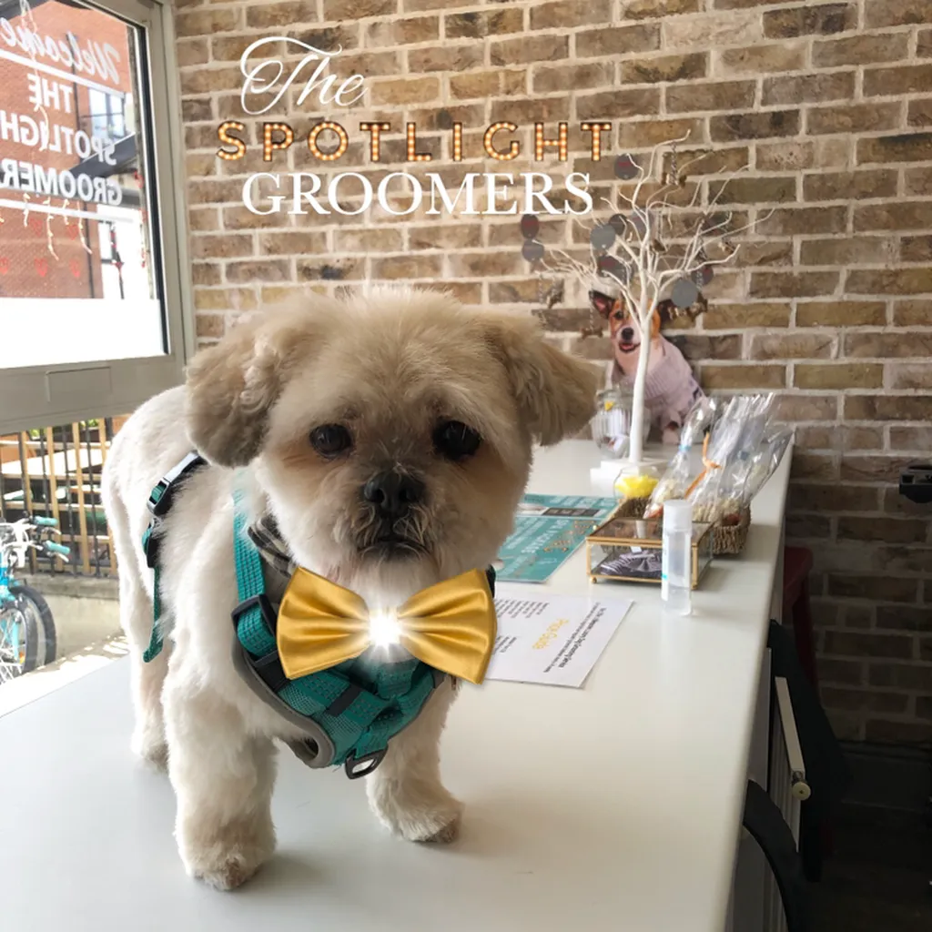 The Spotlight Groomers - Expert Dog Groomers London