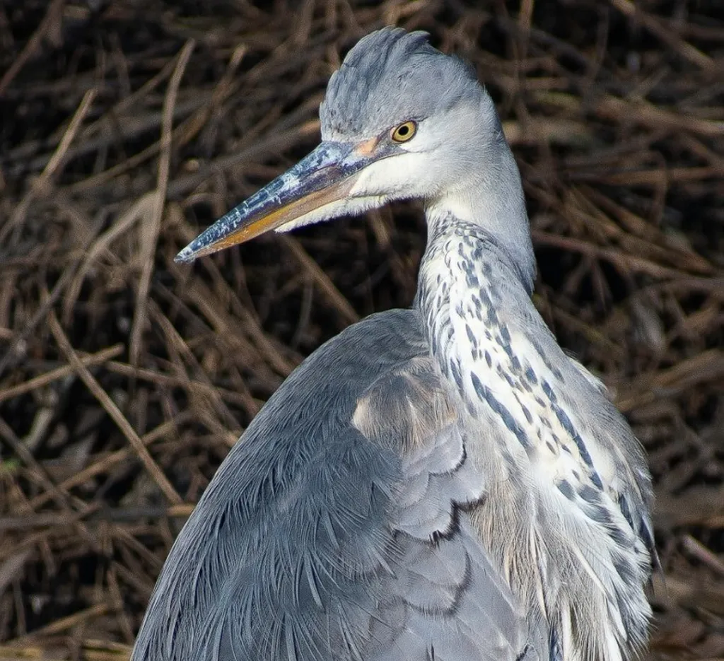 The Waterworks Nature Reserve