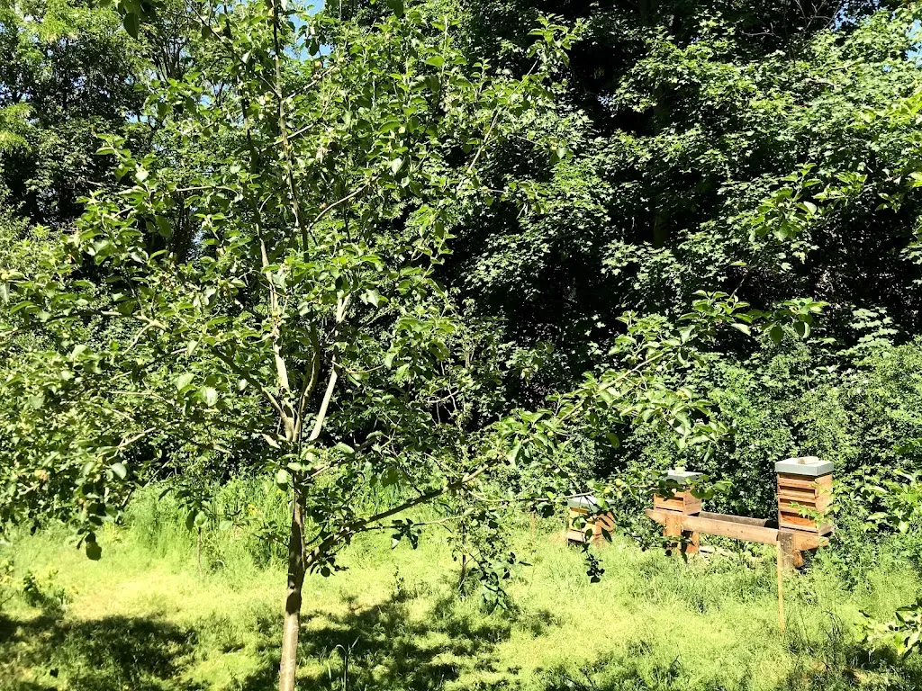 The Westcombe Woodlands