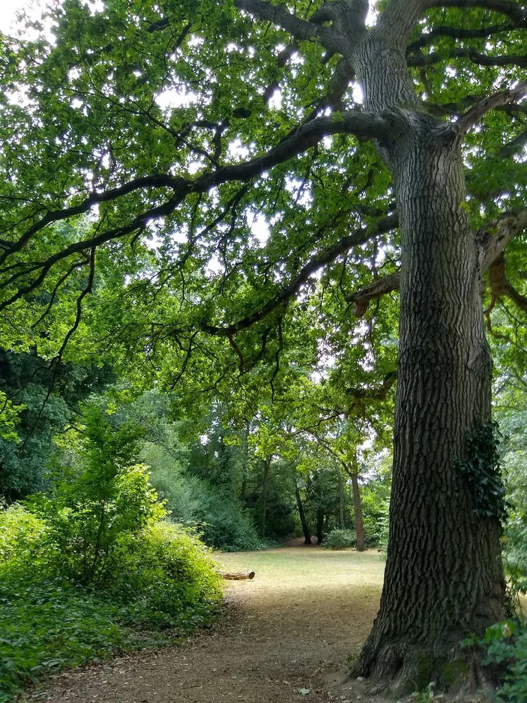 The Wood