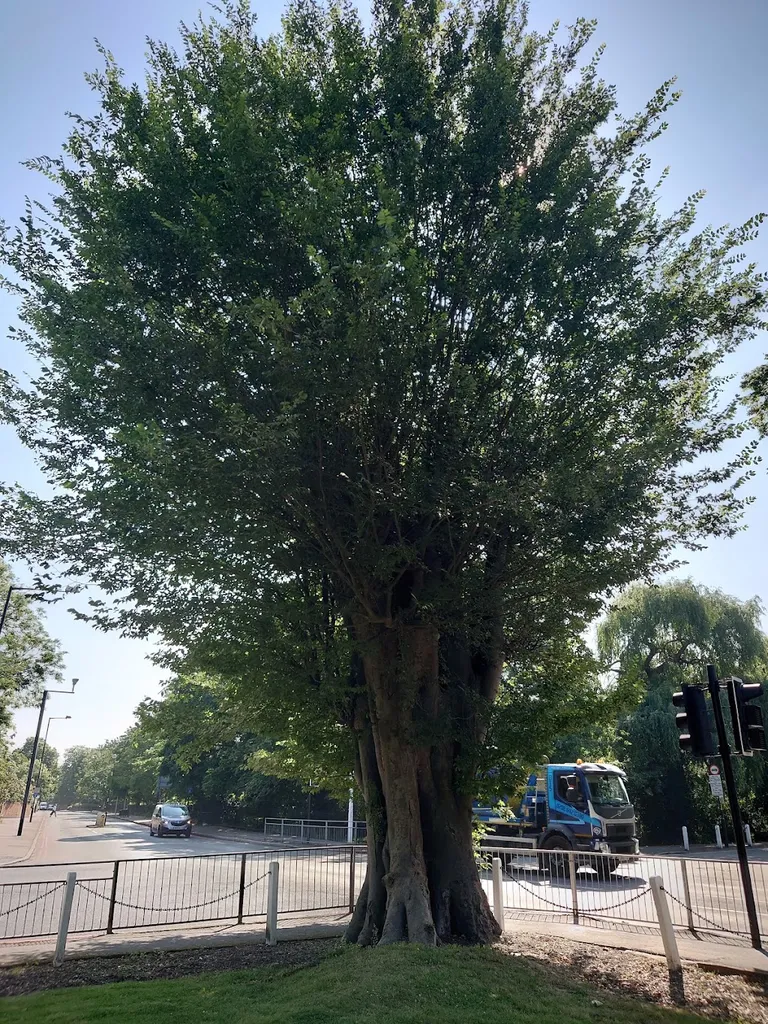 The Zelkova Tree