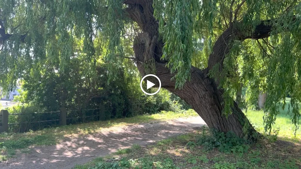 Tree Wizard's Tree