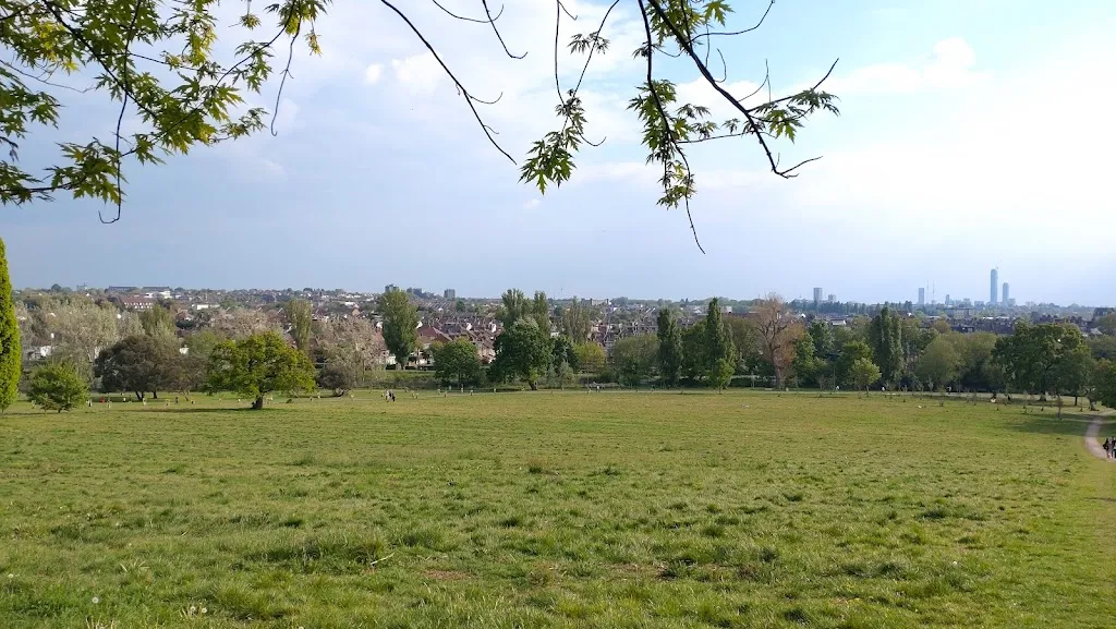 Wildflower meadow