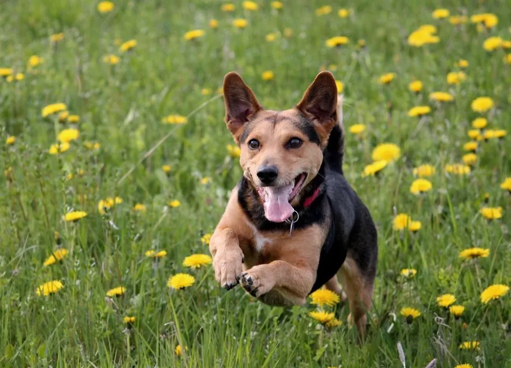 Zoomadog