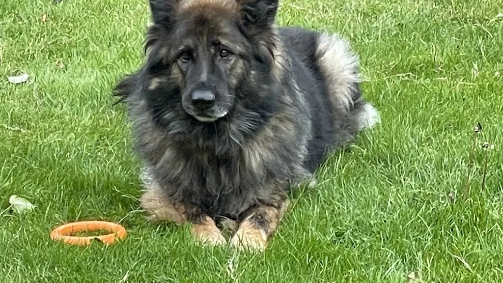 London Retired Police Dogs Trust
