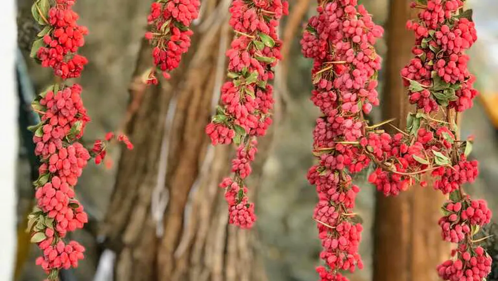 Herbal Bazar